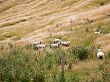 M Cape Kidnappers 022